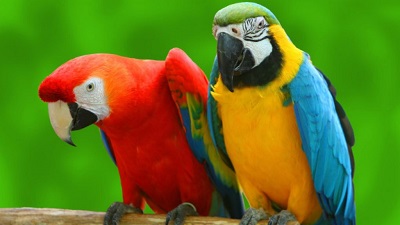 The most beautiful parrots in the world