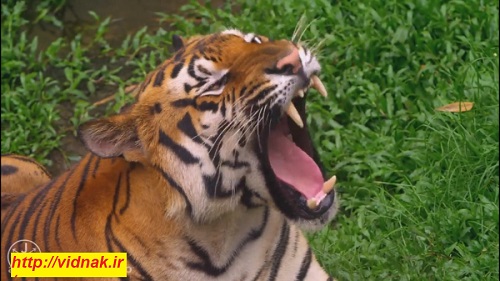 The most spectacular hunting scenes during 10 years of wildlife