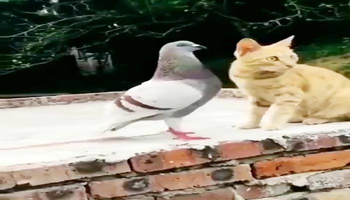 The salt fight is life