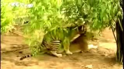 Tiger mating with female milk