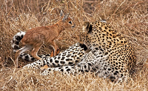 10 Unbelievable Animals Who Rescued Other Animals!