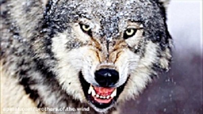 things about wolves you didn't know