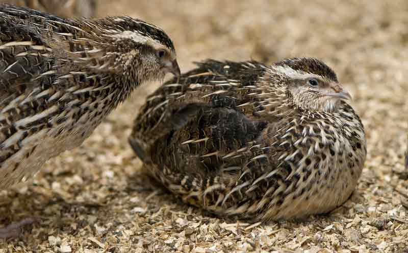 جفت گیری بلدرچین Quail mating