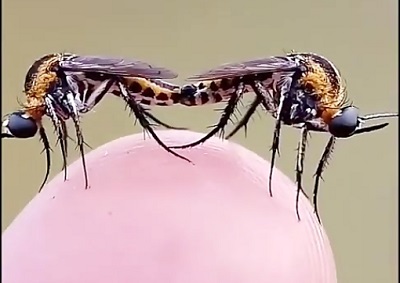 جفت گیری حیوانات روی انگشت دست