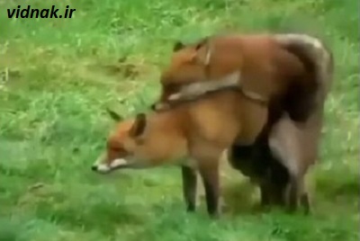 Fox mating
