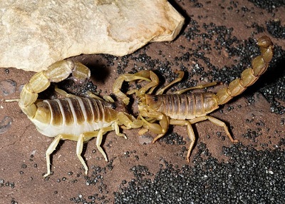 جفت گیری عقرب