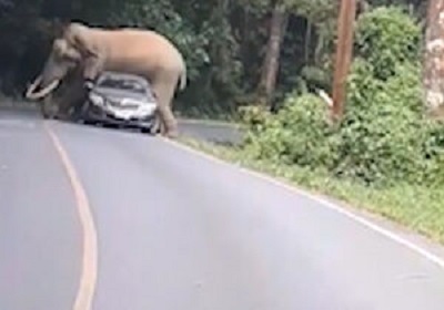 جفت گیری فیل با ماشین