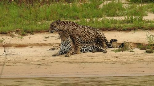 جفت گیری پلنگ