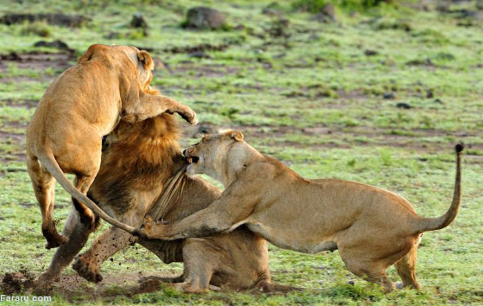 حیات وحش شیر