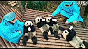 داستان پانداها - کریستین بل