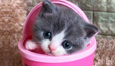 دنیای شیزین بچه گربه ها