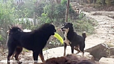 سگ نژاد سیاه پوز