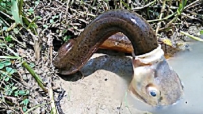 Amazing hunting of snakes by giant fish
