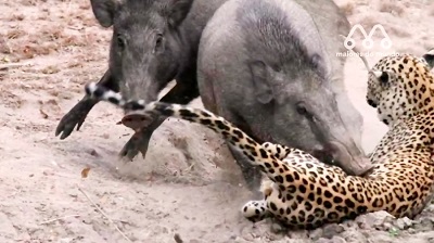 شکار پلنگ توسط گراز