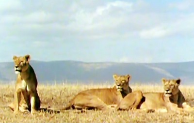 A movie of brutality and hunting, by a bunch of hungry lions