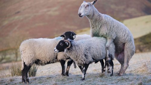 جفتگیری گوسفند فیلم جفت گیری گوسفند