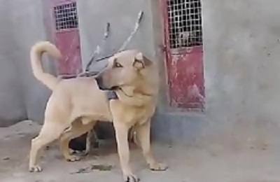 کلیپی از سگ آدمگیر