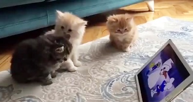 گربه های کیوت