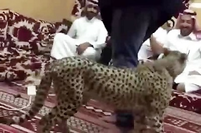 یوزپلنگ در مهمانی