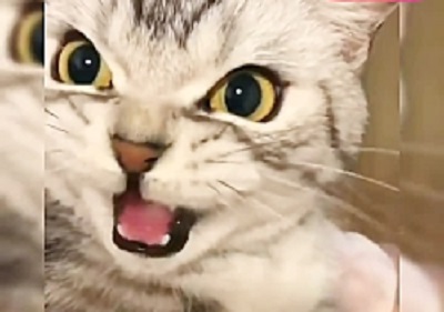 A few cats with salt