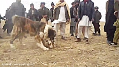 A spectacular battle between the wild dogs