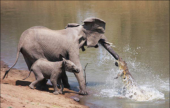 Elephant Hunting by Crocodile