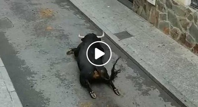 Finally the cattle game