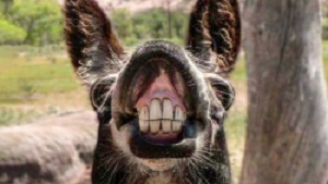 حیوانات بامزه