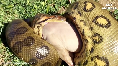 Horror battle between snake and elephant 18+