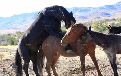 Horse mating - جفت گیری اسب