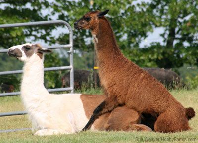 Lama mating with pigs