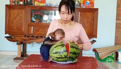 Monkey Loves Watermelon