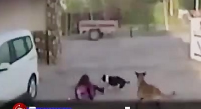 Mother trying to save her baby from stray dogs + 18