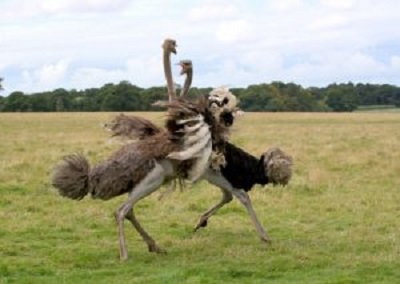 Ostrich mating