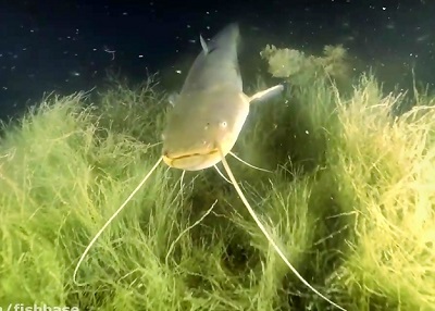 Seahorse, freshwater monster