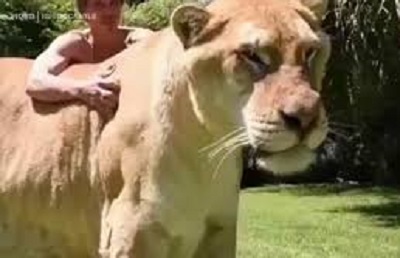 The largest lion in the world