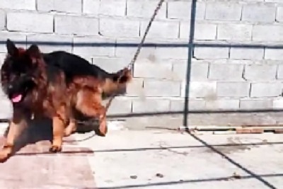 The smartest dog in the world