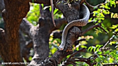 Wildlife Documentary