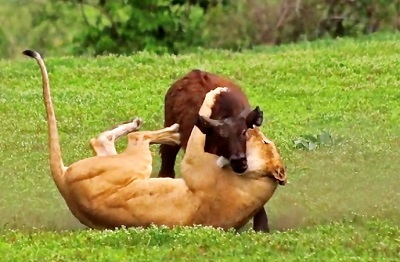 Wildlife, two female lions attack buffalo herd for cruel calf hunting