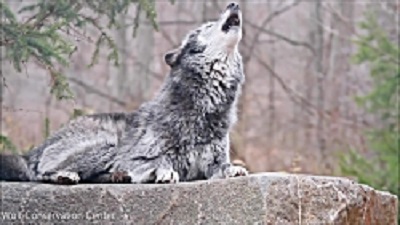 animal-world-beautiful-black-wolf-howling