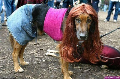 باحال ترین سگ دنیا