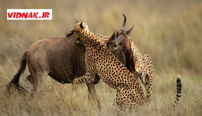 جنگ و شکار حیوانات