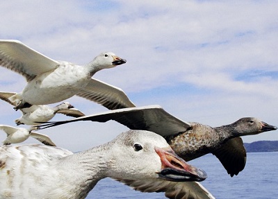 جوجه غاز وحشی Wild goose chickens