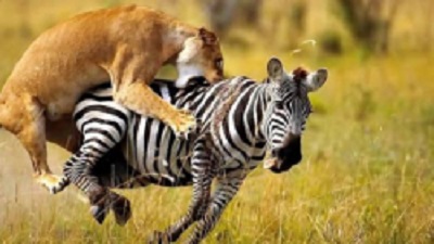 حمله شیر ماده به گورخر