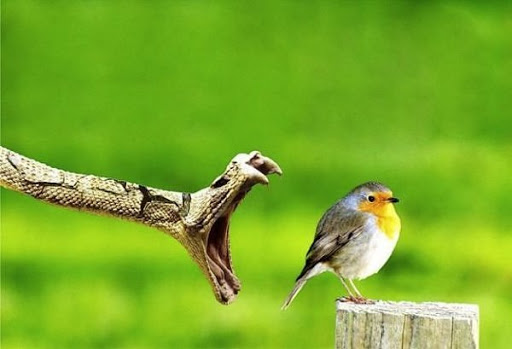 حمله مار به پرنده