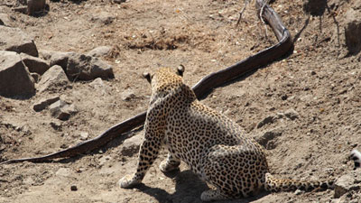 حمله پلنگ به مار پیتون