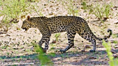 حیات وحش Kgalagadi در آفریقای جنوبی