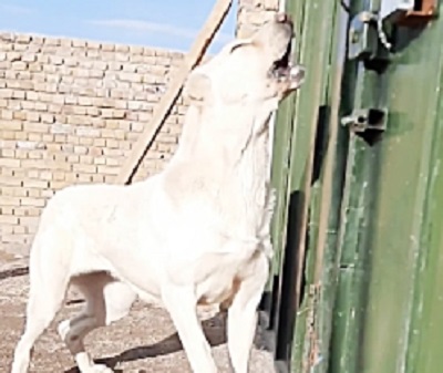 سگ آدمگیر Canine dog