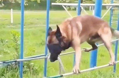 سگ فرا زمینی Extraterrestrial dog