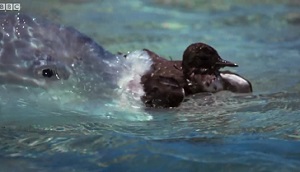 شکار پرنده توسط ماهی گیش بزرگ